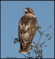 _B211462 red-tailed hawk